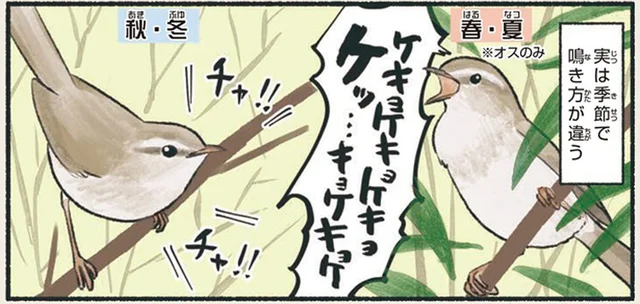 「ホーホケキョ」でお馴染みのウグイス。秋冬の鳴き声は全然違う！