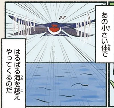 はるばる海を越えやってくるのだ