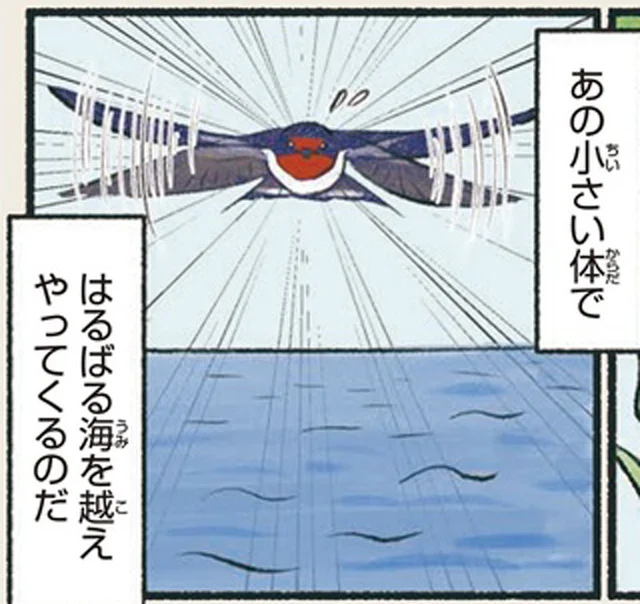 冬の間は東南アジアへ。春になると、はるばる海を越えてやってくるツバメ