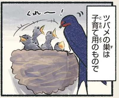 ツバメの巣は子育て用のもので