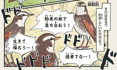 渡りの時期になると自然と草地に集合するツグミ「約束の地で落ち合おう！」