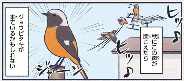 「ヒッ、ヒッ」秋に聞こえてくる鳴き声は、鳥界のアイドル・ジョウビタキ