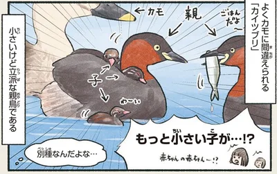 カモの赤ちゃんじゃないよ！間違えられがちなカイツブリ