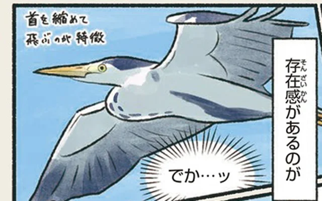 空を飛ぶ姿も恐竜のような鳴き声も迫力満点!存在感のあるアオサギ