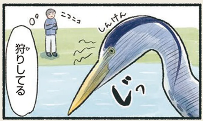 近くで見つめられたら困っちゃう！アオサギはじっと待ち伏せが得意