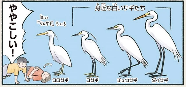 水辺で見かける白いサギたち。「シラサギ」という名のサギはいない