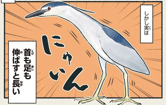 ペンギンみたいなシルエットのゴイサギ。実は首も足も伸ばすと長い!