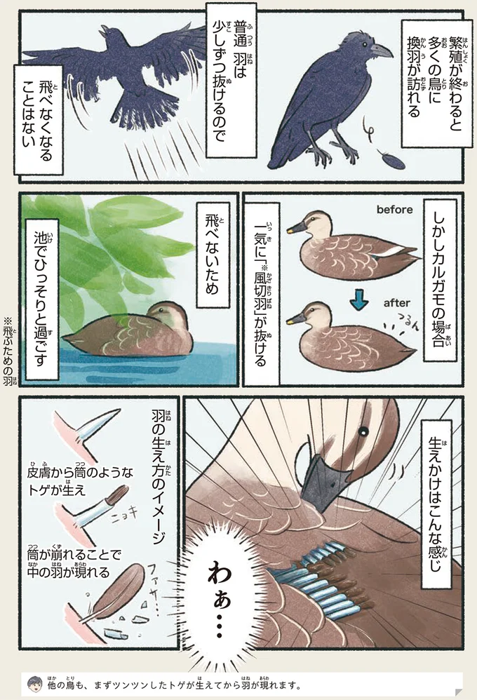 一気に「風切羽」が抜ける