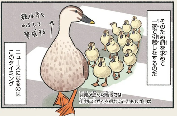 生まれてすぐ歩くことができるカルガモは、餌を求めて一家でお引越し