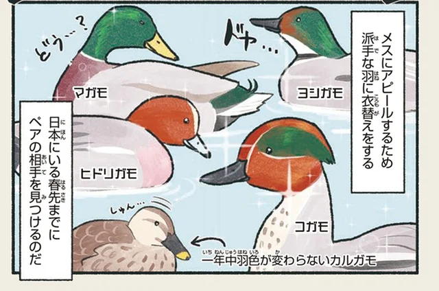 冬の池に大集合！いろんなカモが派手な羽でアピールするなかで／意外と知らない鳥の生活（29）