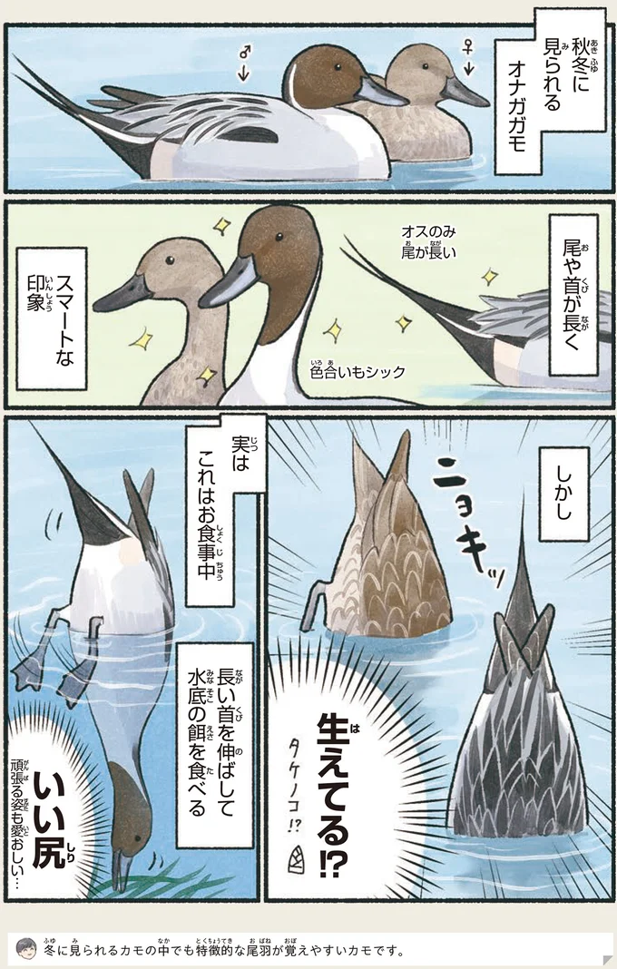 秋冬に見られるオナガガモ