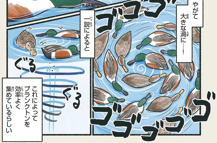 池や川でぐるぐる渦が発生！？ハシビロガモの効率的な食事風景