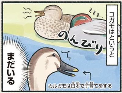 子どものカモという意味じゃない！のんびり過ごす渡り鳥コガモ