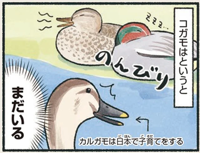子どものカモという意味じゃない！のんびり過ごす渡り鳥コガモ／意外と知らない鳥の生活（31）