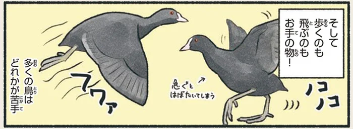 泳ぎも歩きも飛ぶのも得意！なんでもこなせるオオバン最強説！？