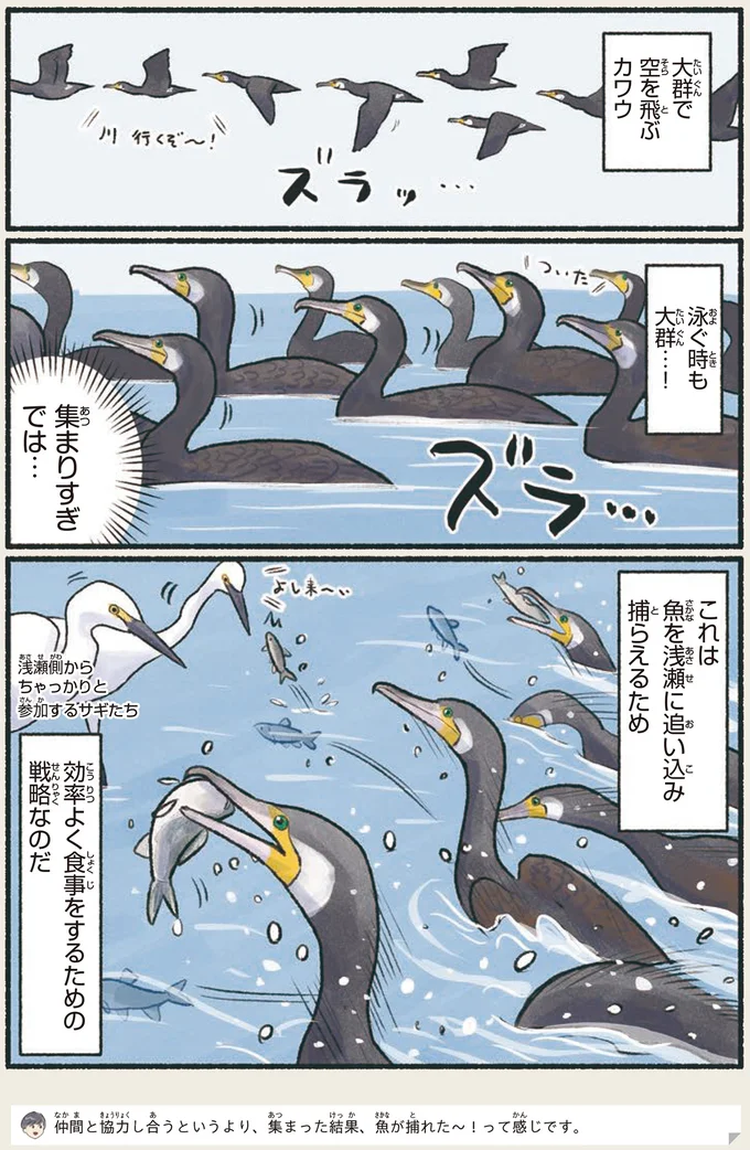 大群で空を飛ぶカワウ