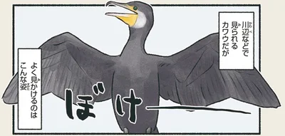 川辺などで見られるカワウ