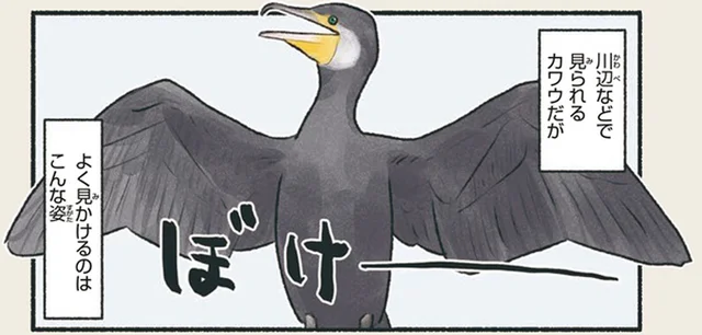 川辺で翼を広げてパタパタ。カワウが不思議なポーズをとる理由は?