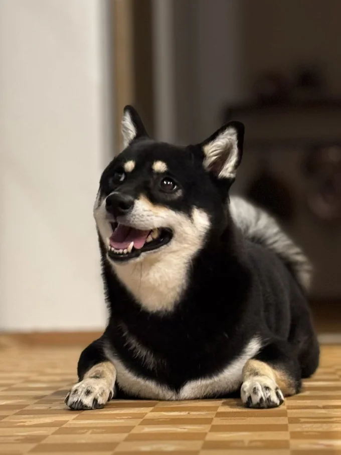 やっぱりいつだってお目目キラキラ！まだかなとワクワクしているのが伝わってきます。▶朝の散歩でも
