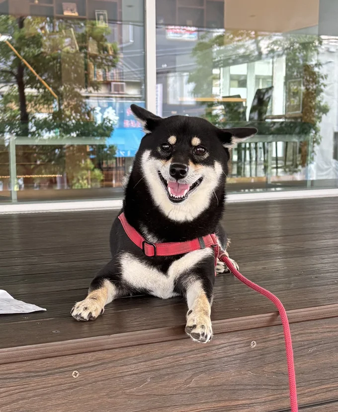 階段になっているウッドデッキがお気に入り！▶疲れたらぐっすり寝すぎて……（⇒次へ）