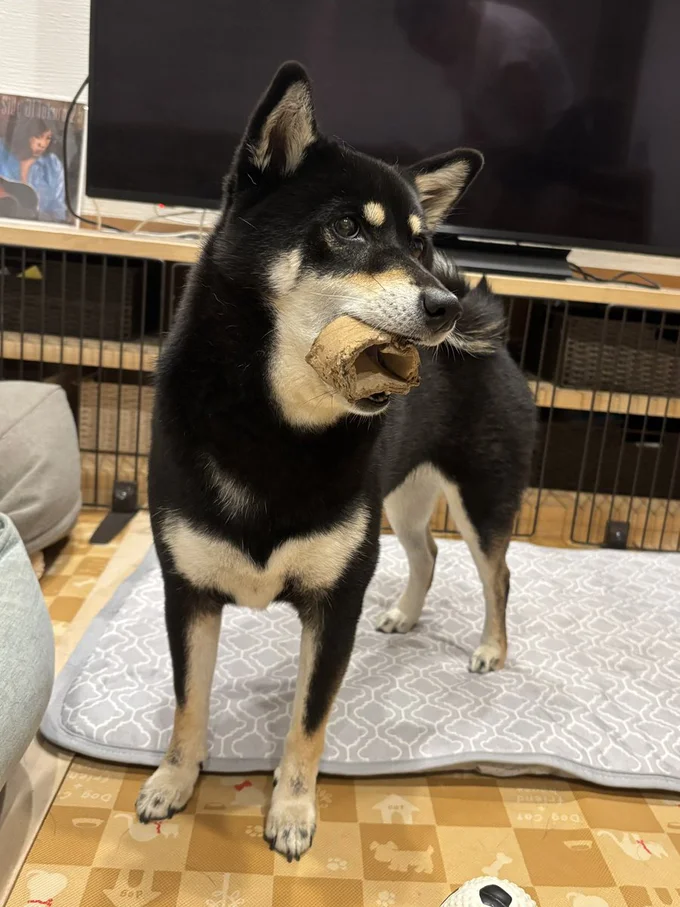 段ボールのリングをくわえて楽しそうに遊んでいる姿も！▶でも時には怒っちゃう！その相手は（⇒次へ）