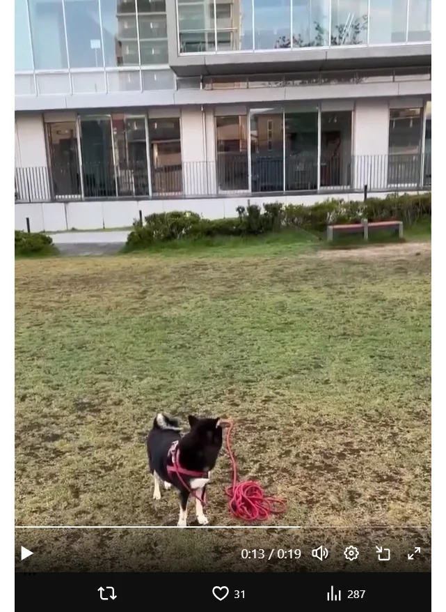 不安げに飼い主さんを見る拓ちゃんがたまりません！▶お散歩の休憩中は（⇒次へ）