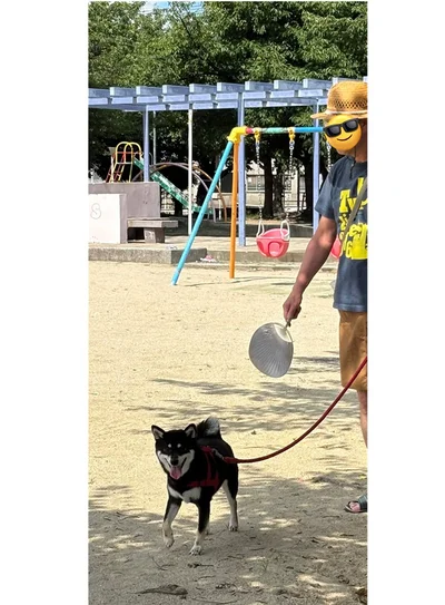 うちわであおいであげることもあるそうです！大事な家族なんですね！（⇒ここからは、柴犬との日常を描いた『しばんばん2』が読めます！）