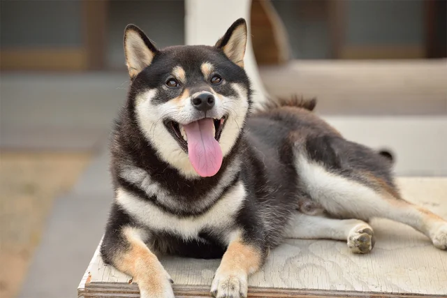 魚拓ならぬ犬拓！？　くっきりとしたワンちゃんの姿が浮かぶ”跡”に10万いいね！