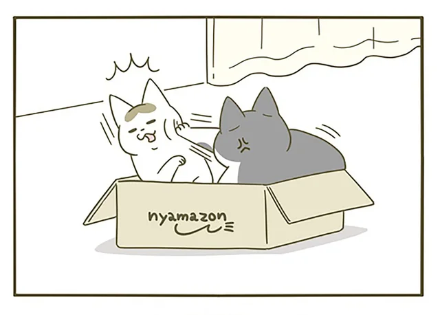 ひとつの箱にむぎゅむぎゅと一緒に入る猫たち。解決しようとしてみたら