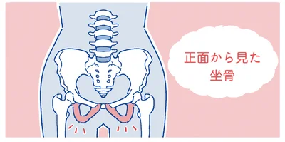正面から見た坐骨