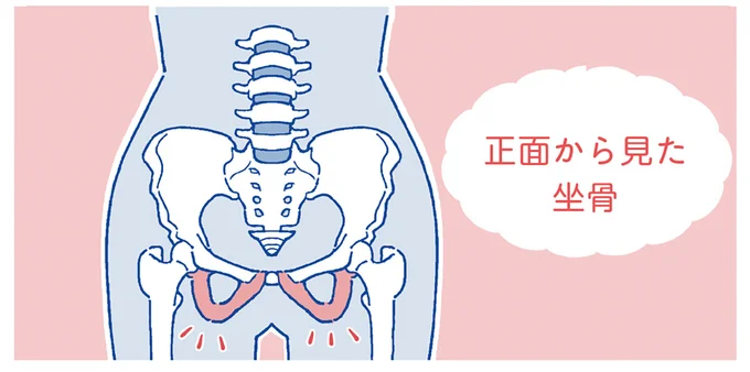 正面から見た坐骨