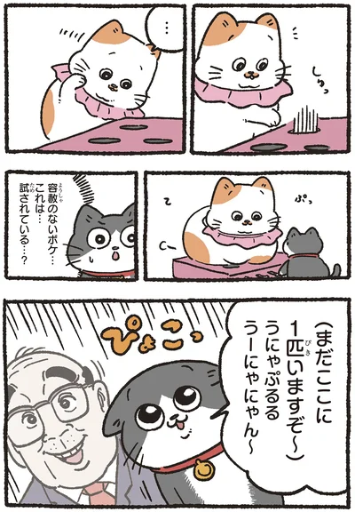 『ねこに転生したおじさん5』より