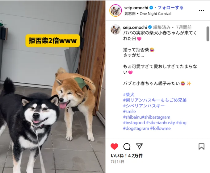 柴犬がそろって散歩を拒否!?次に起こった驚くべき事態は?(⇒次へ)