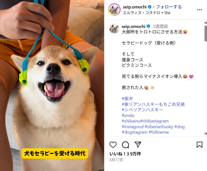 セラピードッグを受けてトロトロに▶安定すぎるへそ天(⇒次へ)