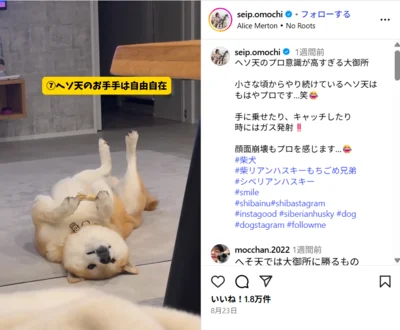 ヘソ天のプロ意識が高すぎる大御所▶（次画像からほっこり愛らしい柴犬のあるあるを描いたコミックエッセイ『柴犬ぽんちゃん、今日もわが道を行く』が読めます）