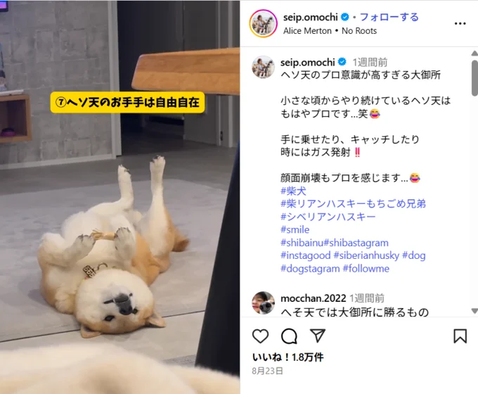 ヘソ天のプロ意識が高すぎる大御所▶(次画像からほっこり愛らしい柴犬のあるあるを描いたコミックエッセイ『柴犬ぽんちゃん、今日もわが道を行く』が読めます)