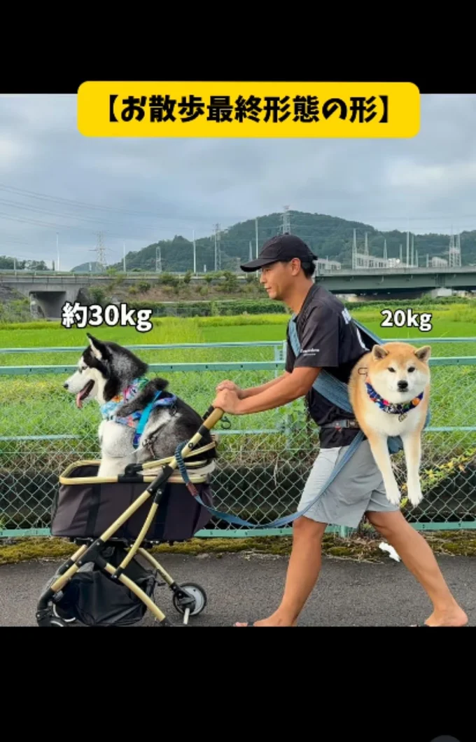 散歩を拒否した結果、パパが頑張ることに▶アザラシになった柴犬が人気!?(⇒次へ)