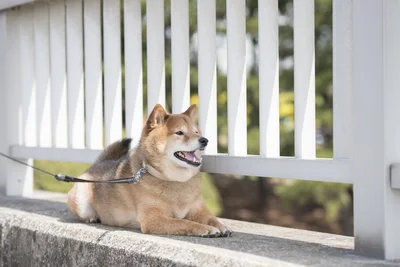 家に実家の柴犬がきて、柴犬2匹がそろったらすごいことに！2匹の息ピッタリに4.2万いいね（⇒次へ）