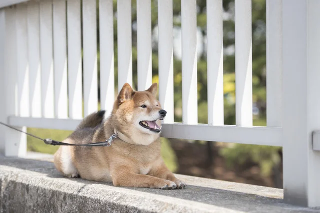 家に実家の柴犬がきて、柴犬2匹がそろったらすごいことに！2匹の息ピッタリに4.2万いいね（⇒次へ）