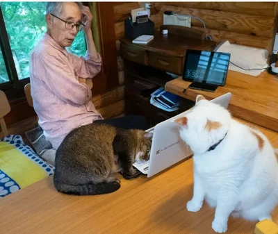 パソコンのまわりに集まるメイくんとこんぶちゃん▶豹変する猫たちにお父さんもびっくり（⇒次へ）