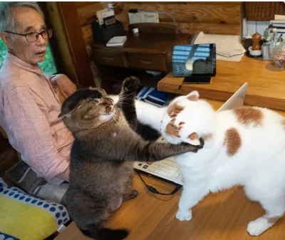 パソコンをめぐって猫たちが乱闘！▶果たして勝者は！？（⇒次へ）