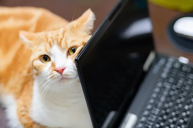 飛び交う2匹の盛大な猫パンチ！パソコンをめぐる2匹+1人の攻防に1.4万いいね！
