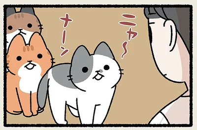 我が家のねこたち