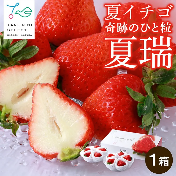[北海道東神楽町]2026年発送☆【夏イチゴ】奇跡のひと粒「夏瑞」2パックセット]