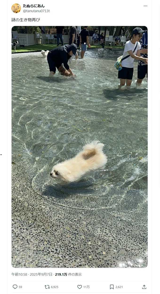 水に浮かぶ謎の生き物…その正体は、ポメラニアンのたぬちゃん!▶ぱっと見の姿にコメント欄では(⇒次へ)