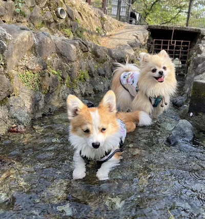 楽しそうなゆきとちゃんとは裏腹に、なぜか泣きそうなこはくちゃん。ワンちゃんにもいろいろあるのかもしれません▶泳ぐたぬちゃんはいつだって（⇒次へ）
