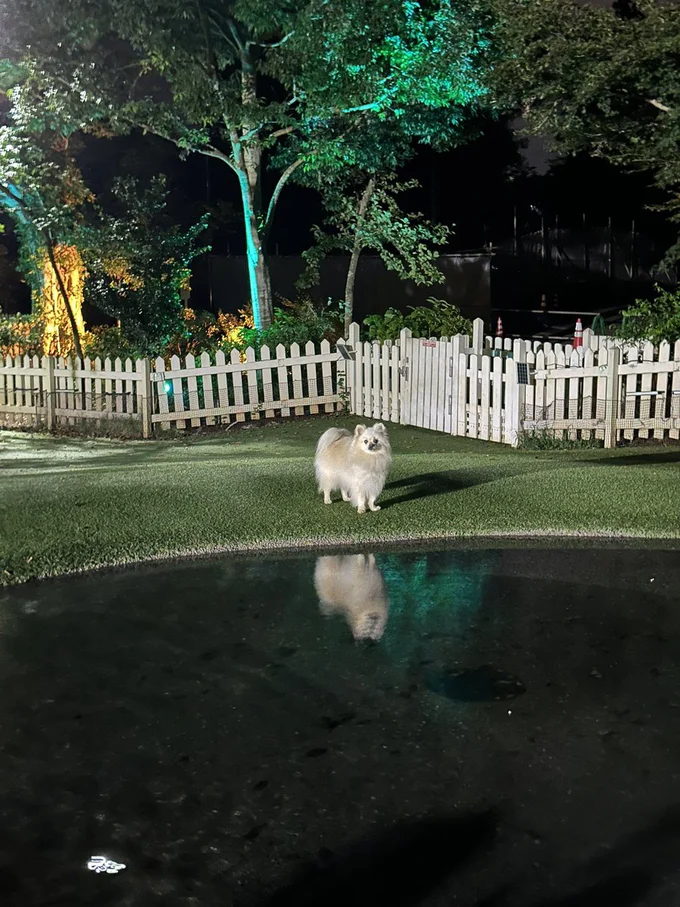 たたずむたぬちゃん。水面にぼんやり映っているのもまたいい味出してますね。▶泳ぐのが大好きなこはくちゃんは（⇒次へ）
