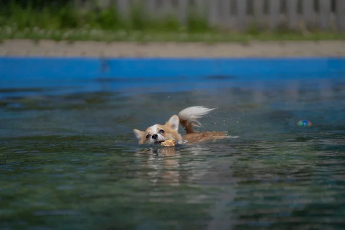 本当にお水が好きなんですね！▶暑い日は水にペタッとおなかをつけた（⇒次へ）