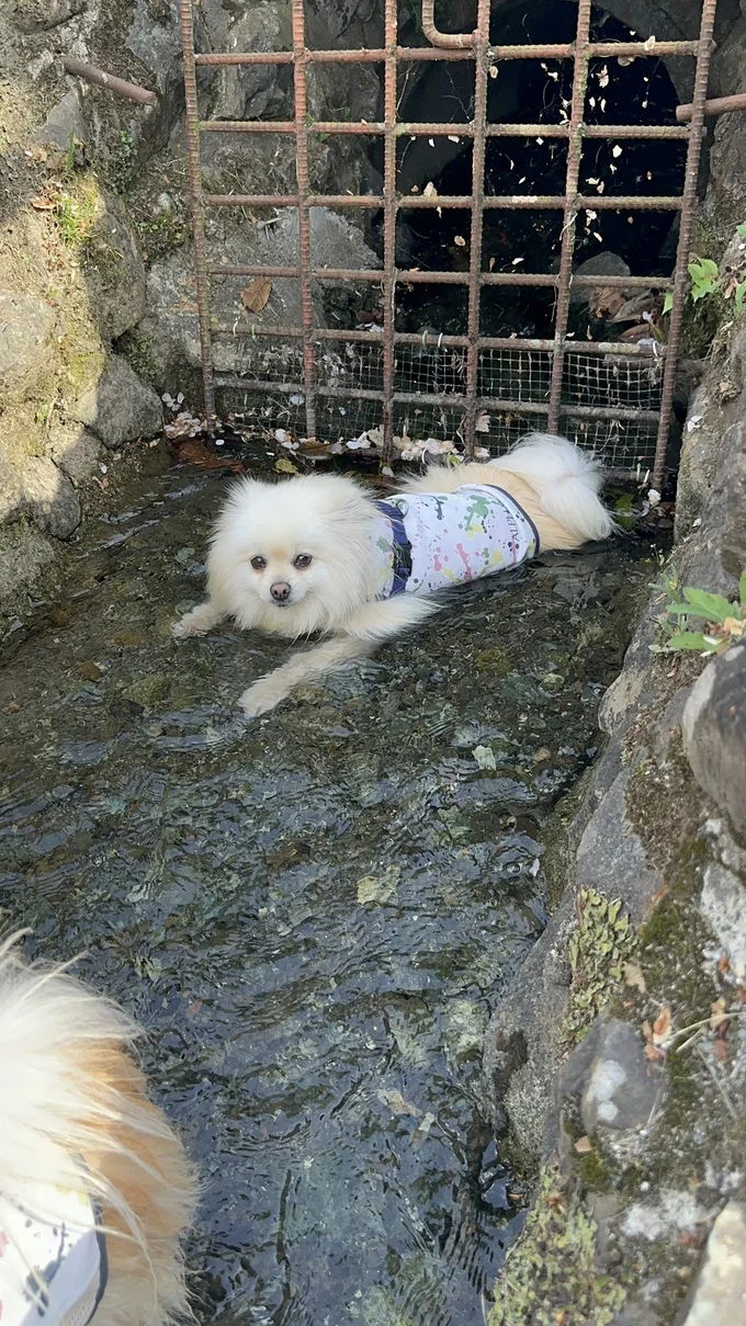 冷やしポメラニアンも見られます。▶水が好きなら当然海も――（⇒次へ）