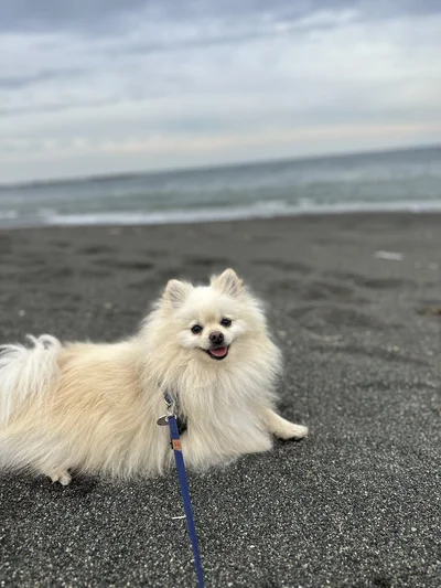 大好き！しっとりした浜辺が気持ちいのかもしれません。▶泳ぐのが好きなたぬちゃんも、ときには（⇒次へ）